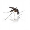 Contre les moustiques